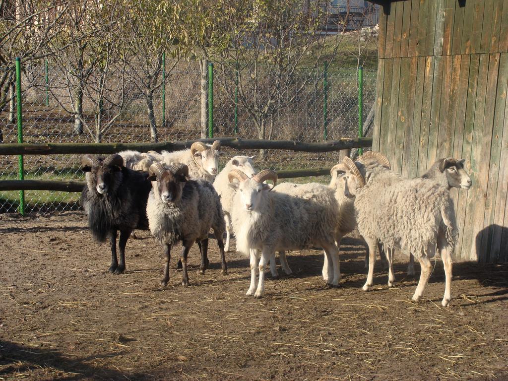 Gospodarstwo Agroturystyczne Ania I Filip Izabelin  外观 照片