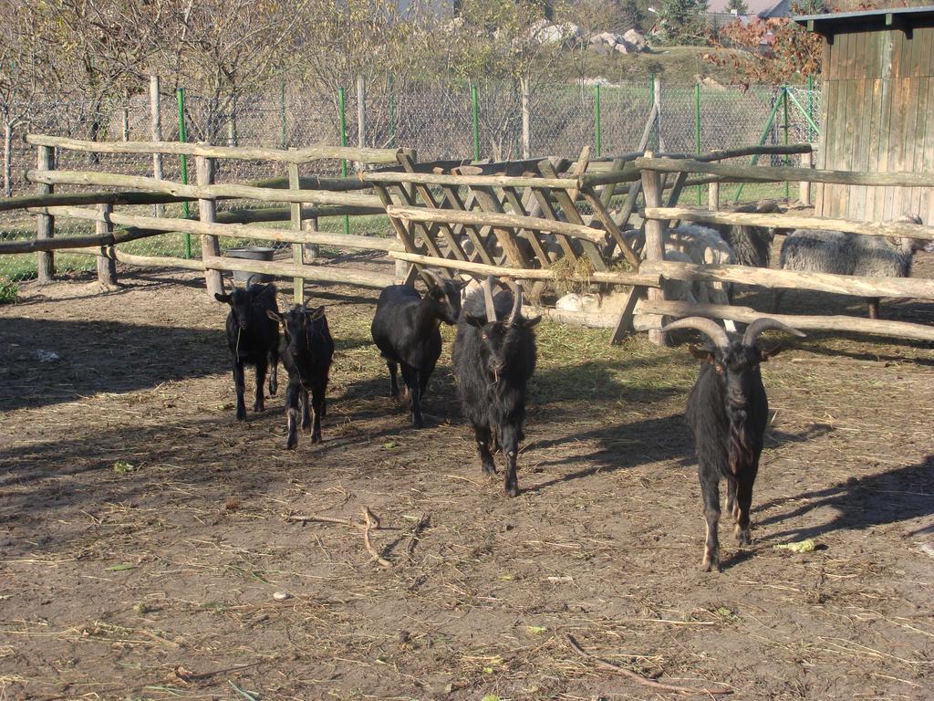 Gospodarstwo Agroturystyczne Ania I Filip Izabelin  外观 照片