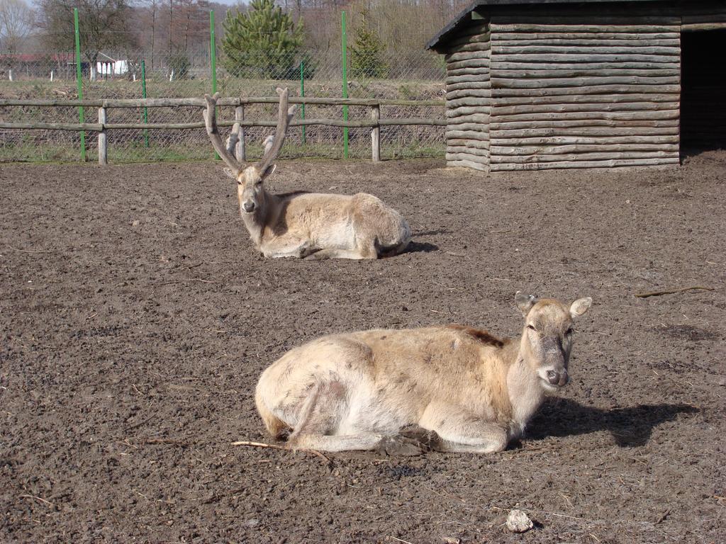 Gospodarstwo Agroturystyczne Ania I Filip Izabelin  外观 照片
